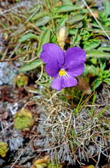 Viola calcarata