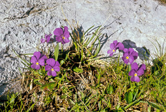 Viola calcarata