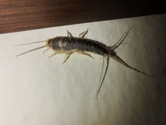 Ctenolepisma longicaudatum