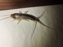 Ctenolepisma longicaudatum