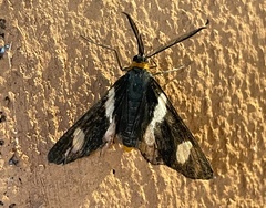 Pitthea trifasciata