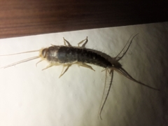 Ctenolepisma longicaudatum