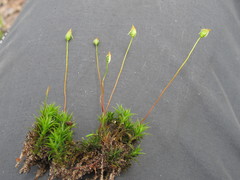 Polytrichum longisetum