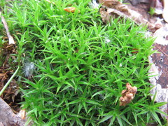 Polytrichum longisetum