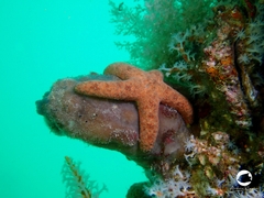 Nepanthia crassa