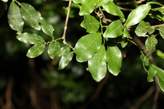 Toechima tenax