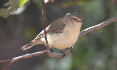 Weebill photo 1