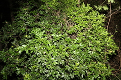 Toechima tenax