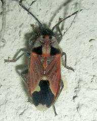 Melanotelus villosulus