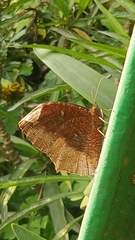 Elymnias hypermnestra