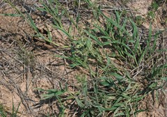 Eragrostis echinochloidea