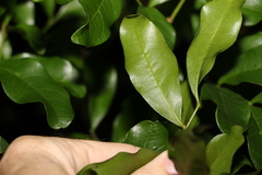 Toechima tenax