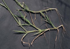 Eragrostis echinochloidea