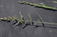 Eragrostis echinochloidea