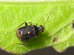 Charagochilus angusticollis