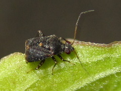 Charagochilus angusticollis