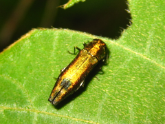 Agrilus chujoi