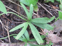 Ranunculus pedatus