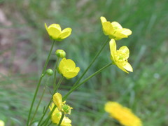 Ranunculus pedatus