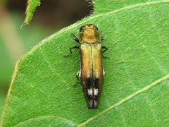 Agrilus chujoi