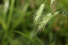 Echinopogon nutans