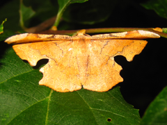 Fascellina chromataria