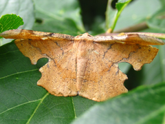 Fascellina chromataria