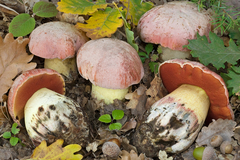 Rubroboletus lupinus