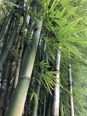 Bambusa