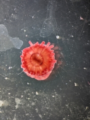 Actinia equina