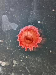 Actinia equina
