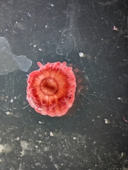 Actinia equina