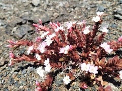 Epilobium porphyrium