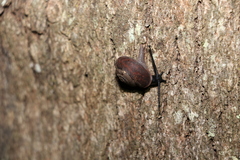 Ramogenia challengeri