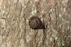 Ramogenia challengeri