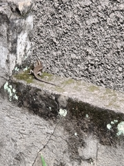 Eutropis multifasciata