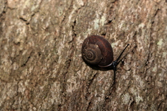 Ramogenia challengeri