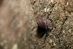 Ramogenia challengeri