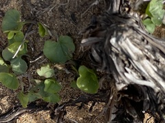 Dichondra occidentalis