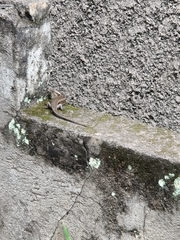 Eutropis multifasciata