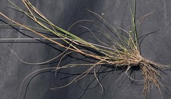 Aristida congesta congesta