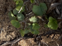 Dichondra occidentalis