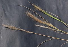 Aristida congesta congesta