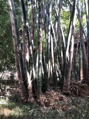 Bambusoideae