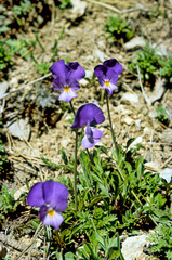 Viola aethnensis