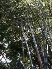 Bambusoideae