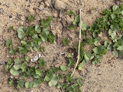 Dichondra occidentalis