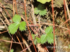 Potentilla matsumurae