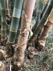 Bambusoideae