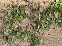 Dichondra occidentalis
